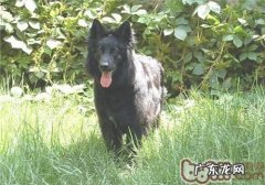 丹麦格罗安达德牧犬的喂养关键点