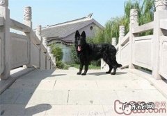 丹麦格罗安达德牧犬的保养专业知识