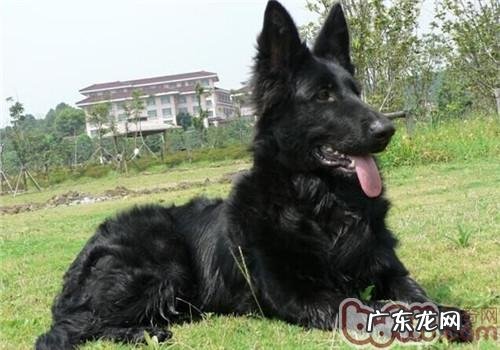 丹麦格罗安达德牧犬的性格特征