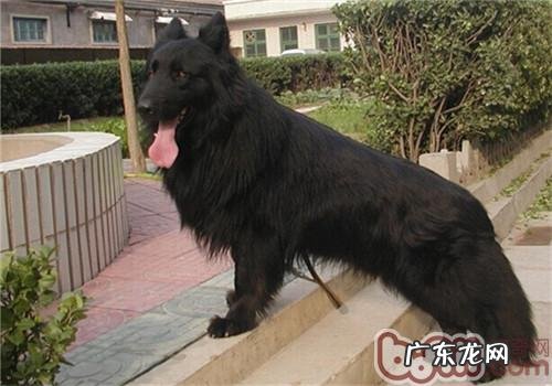 丹麦格罗安达德牧犬的形状特点