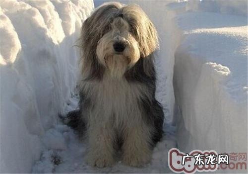 如何给古时候长须牧羊犬选择零食