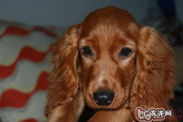 英国可卡犬保养专业知识