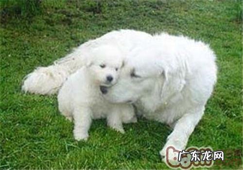 哥威斯犬的犬粮挑选