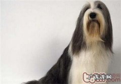 古时候长须牧羊犬的保养专业知识