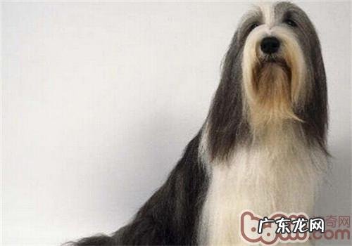 古时候长须牧羊犬的保养专业知识