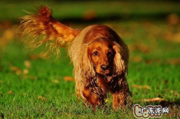 英国可卡犬性格特征