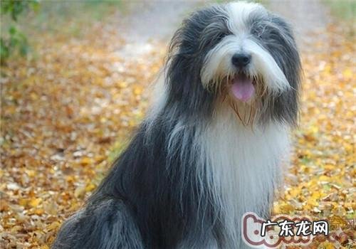 古时候长须牧羊犬的性格特征