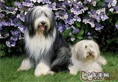 古时候长须牧羊犬的形状特点