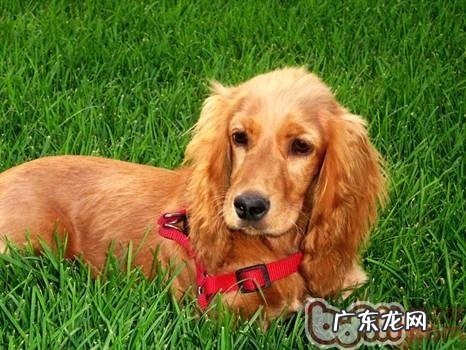 英国可卡犬的种类介绍