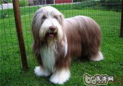 古时候长须牧羊犬的种类介绍