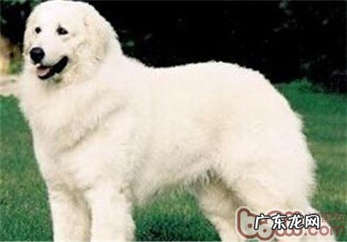 哥威斯犬的保养专业知识