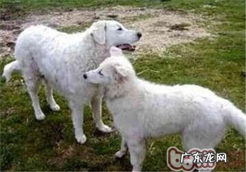 哥威斯犬的性格特征