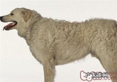 哥威斯犬的形状特点