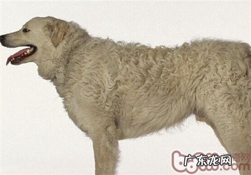 哥威斯犬的形状特点