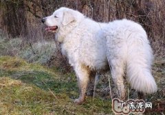 哥威斯犬的品种介绍