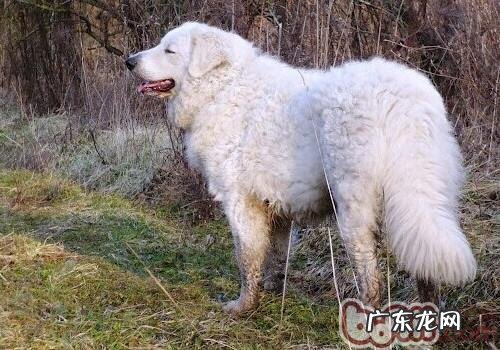 哥威斯犬的品种介绍