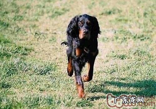 哥顿雪达犬的形状特点