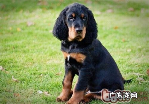 哥顿雪达犬的种类介绍