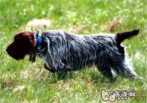 刚毛标示格里芬犬的喂养关键点