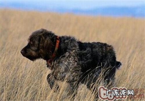 刚毛标示格里芬犬的性格特征