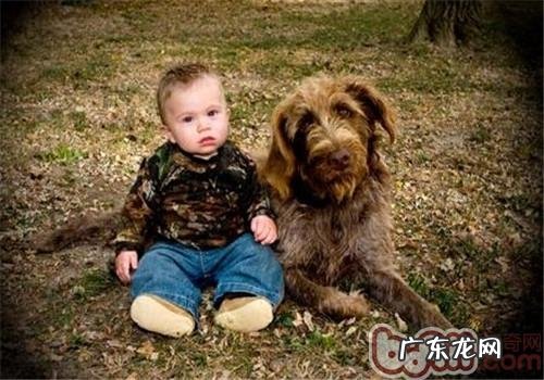 刚毛标示格里芬犬的形状特点