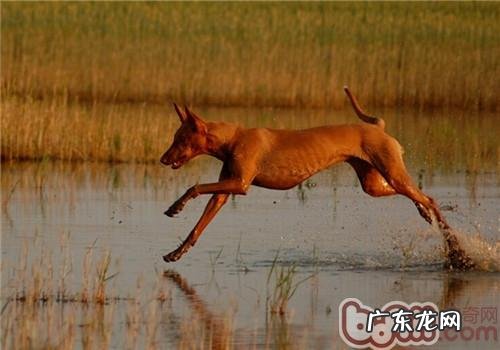 法老王猎犬的性格特征