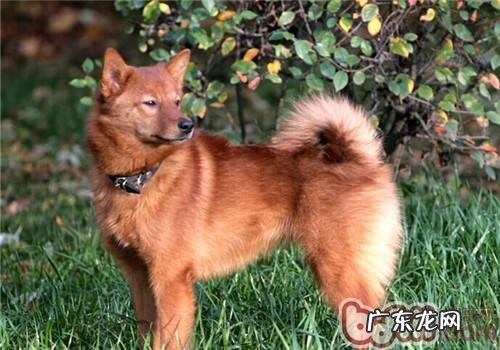 芬兰猎犬的喂养关键点