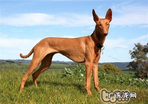 法老王猎犬的形状特点