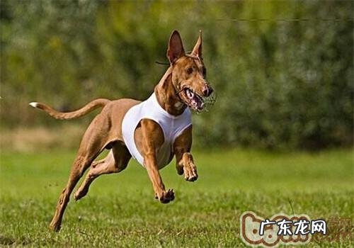 法老王猎犬的种类介绍