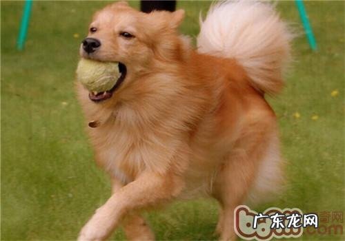 芬兰猎犬的保养专业知识