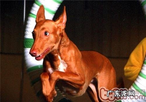法老王猎犬的选食关键点
