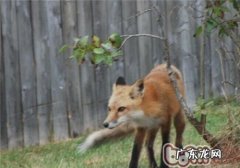 芬兰猎犬的性格特征