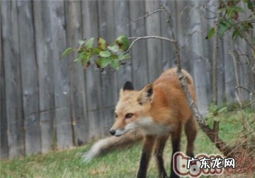 芬兰猎犬的性格特征