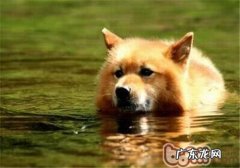 芬兰猎犬的形状特点