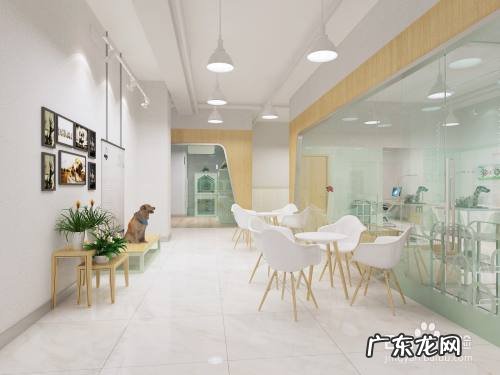 开个宠物店一月能赚钱,宠物店真心不赚钱?