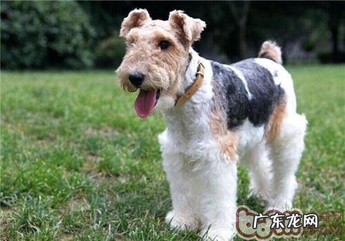 刚毛猎狐梗的性格特征