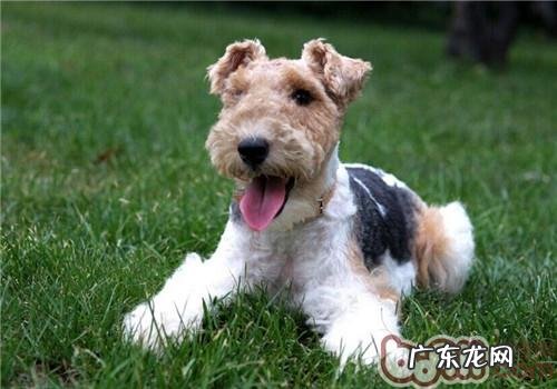 刚毛猎狐梗的形状特点