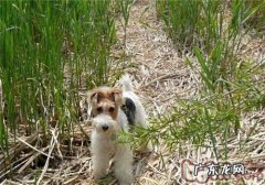 刚毛猎狐梗的种类介绍