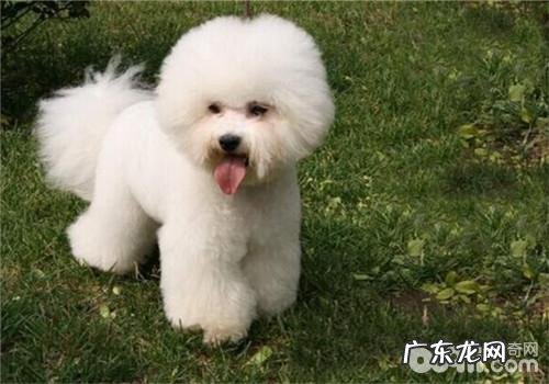 比熊的喂养关键点