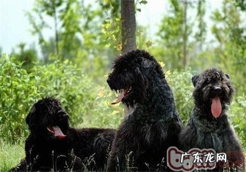 法兰德斯牧畜犬的喂养关键点