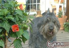 法兰德斯牧畜犬的保养专业知识