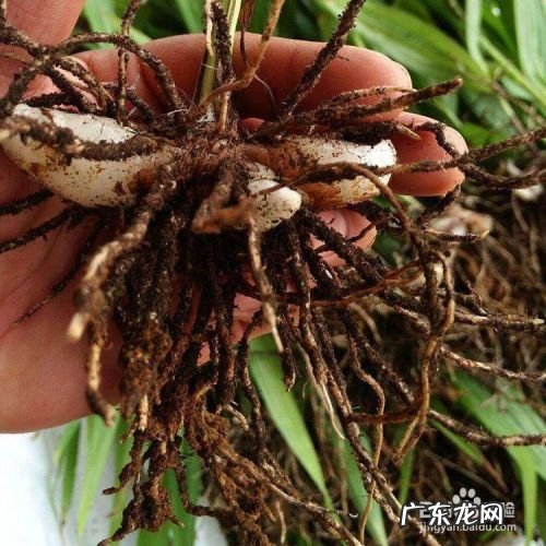 人工种植白芨能赚钱吗,白芨的种植技术和管理？