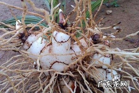 人工种植白芨能赚钱吗,白芨的种植技术和管理？