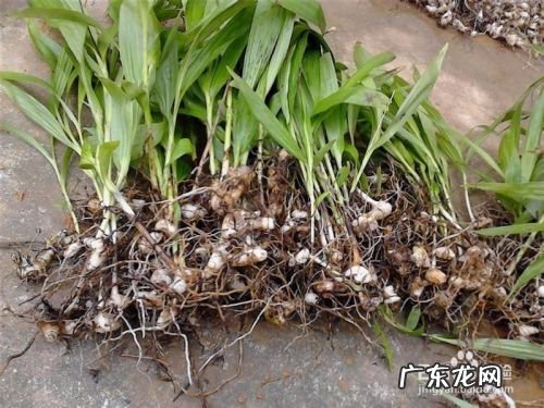 人工种植白芨能赚钱吗,白芨的种植技术和管理?