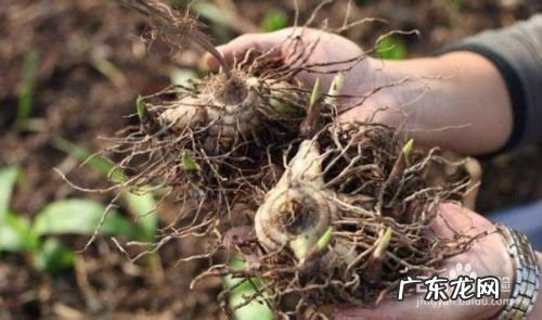 人工种植白芨能赚钱吗,白芨的种植技术和管理?