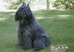 法兰德斯牧畜犬的性格特征