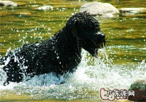 法兰德斯牧畜犬的形状特点