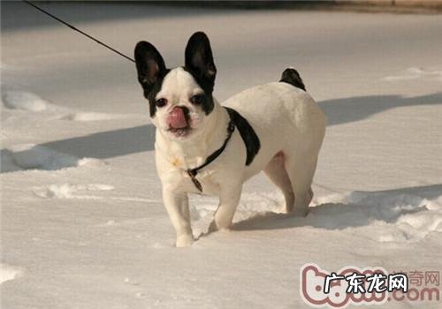 法国斗牛犬的保养专业知识