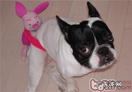 法国斗牛犬的形状特点