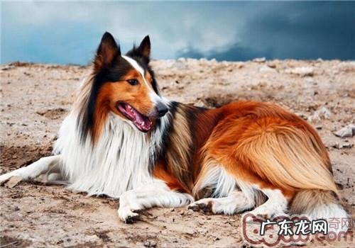 英国德牧犬的喂养关键点